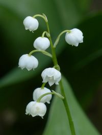 Archives Gard 1er mai muguet manifestation fête du travail