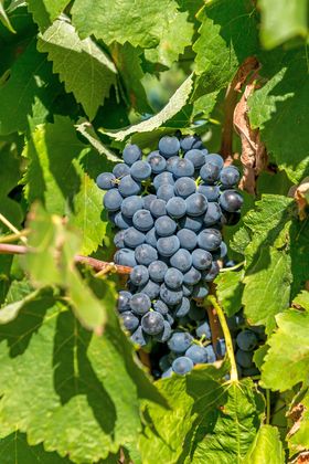Archives, Gard, jouer, découvrir, quizz, vigne, vin Bacchus