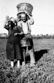Vendanges, Gard, Costières, Archives, département